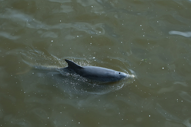 A dolphin in the Gulf of Mexico